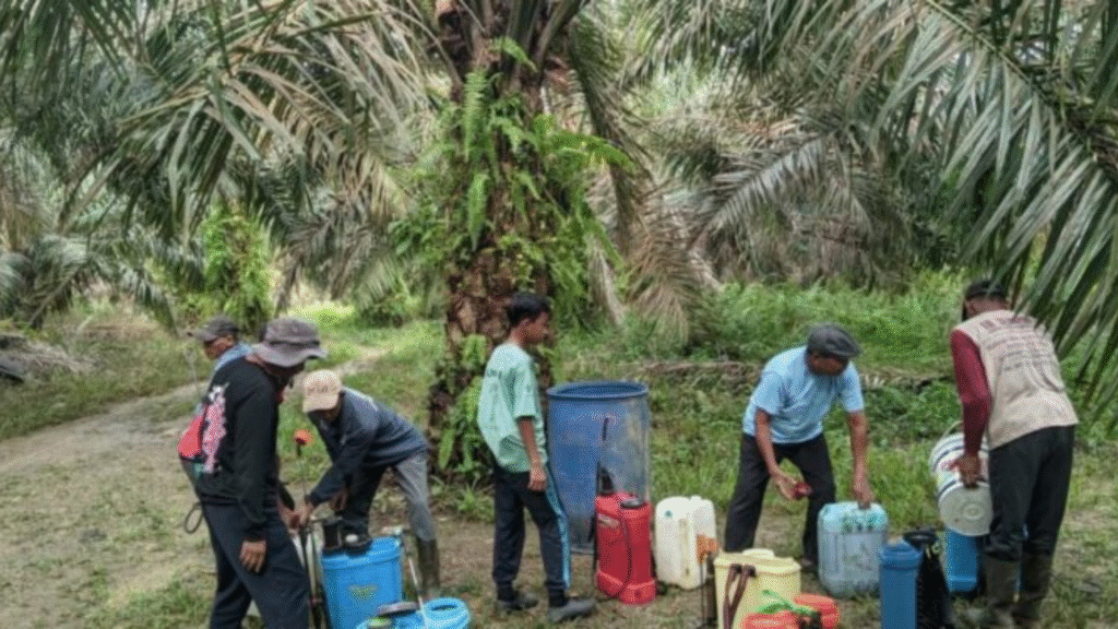 Kreatif! LDII Sarolangun Manfaatkan Kebun Sawit untuk Penguatan Dana Organisasi