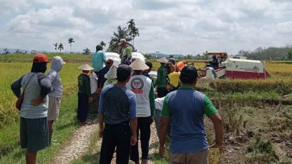 Panen Padi di Dharmasraya, LDII Buktikan Kemandirian dan Dukung Ketahanan Pangan Sumbar